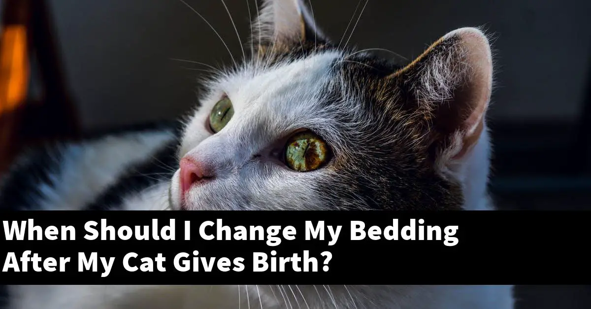 When Should I Change My Bedding After My Cat Gives Birth?
