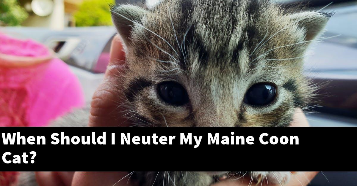 When Should I Neuter My Maine Coon Cat?