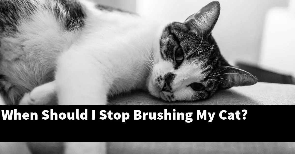 When Should I Stop Brushing My Cat?