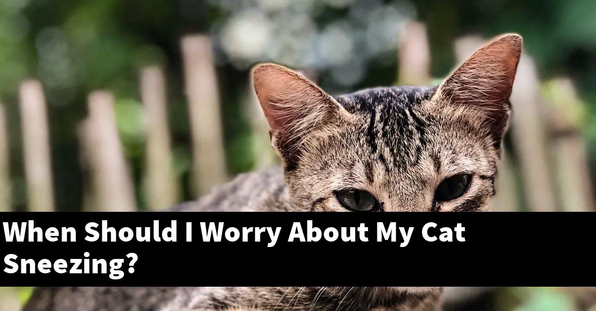 When Should I Worry About My Cat Sneezing?
