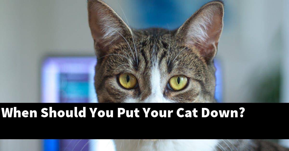 When Should You Put Your Cat Down?