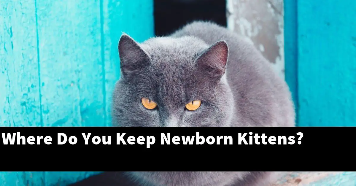 Where Do You Keep Newborn Kittens?