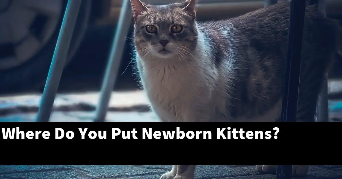 Where Do You Put Newborn Kittens?