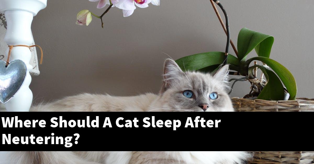Where Should A Cat Sleep After Neutering?