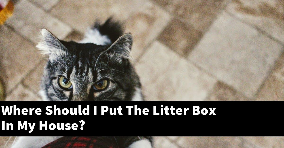 Where Should I Put The Litter Box In My House?