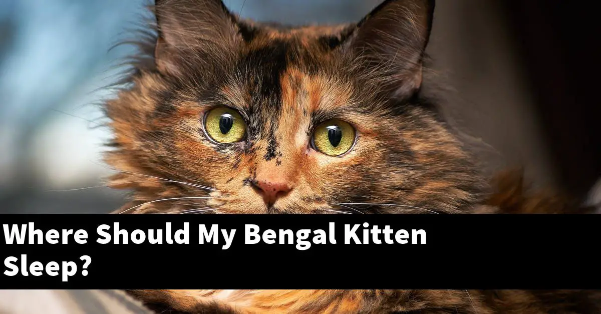 Where Should My Bengal Kitten Sleep?