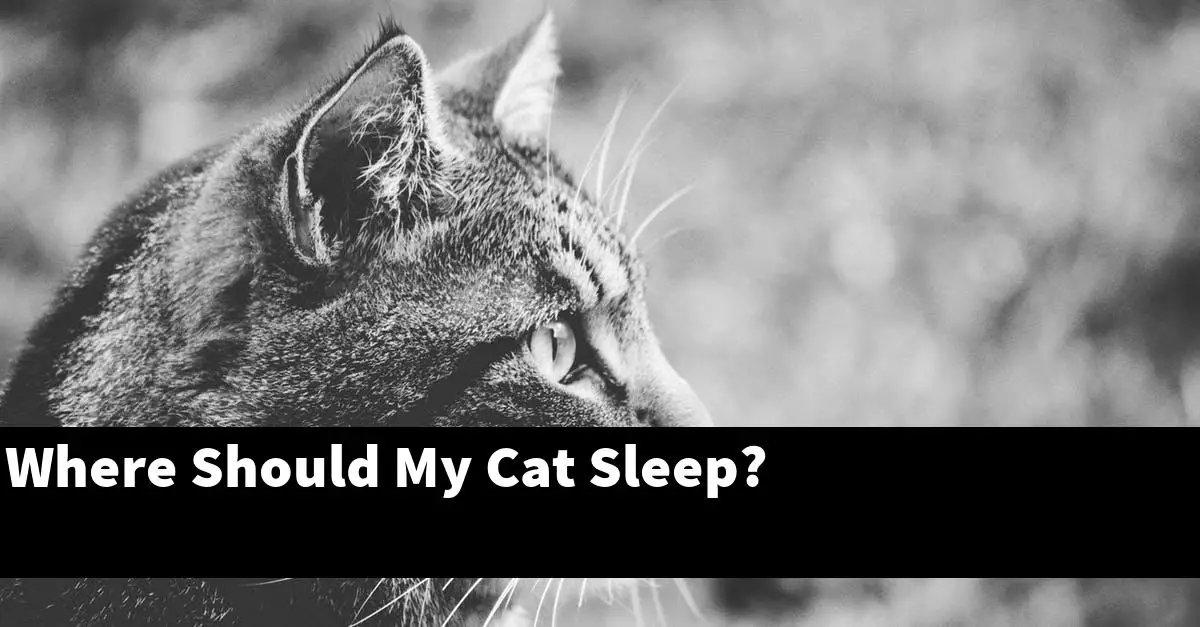Where Should My Cat Sleep?