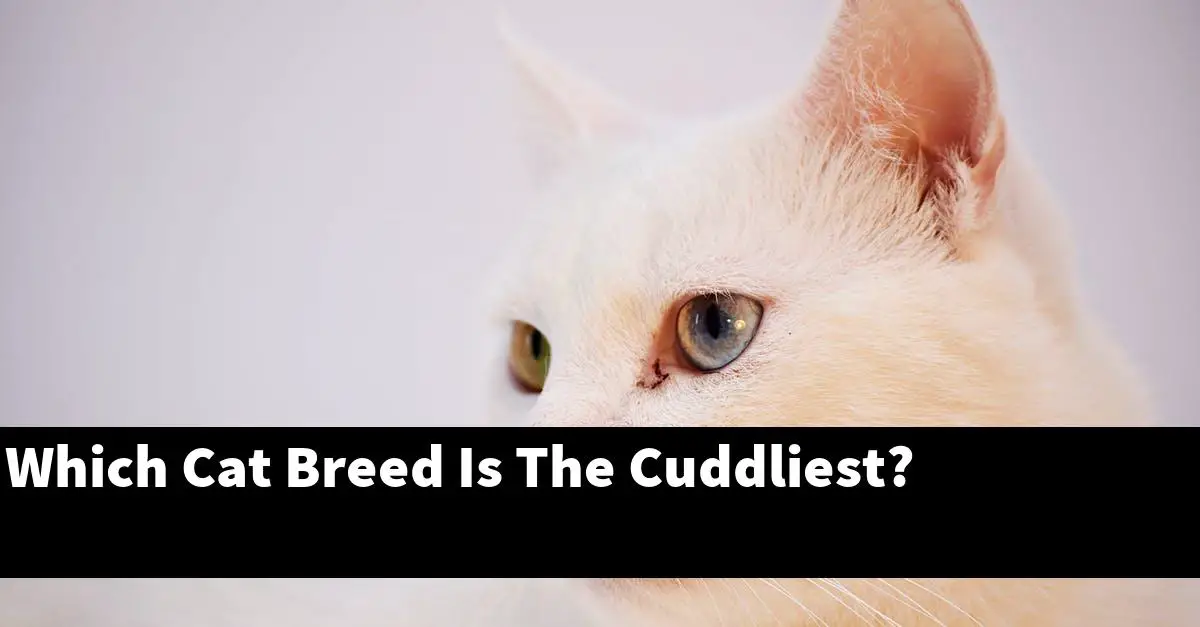 Which Cat Breed Is The Cuddliest?