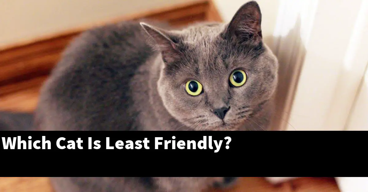 Which Cat Is Least Friendly?