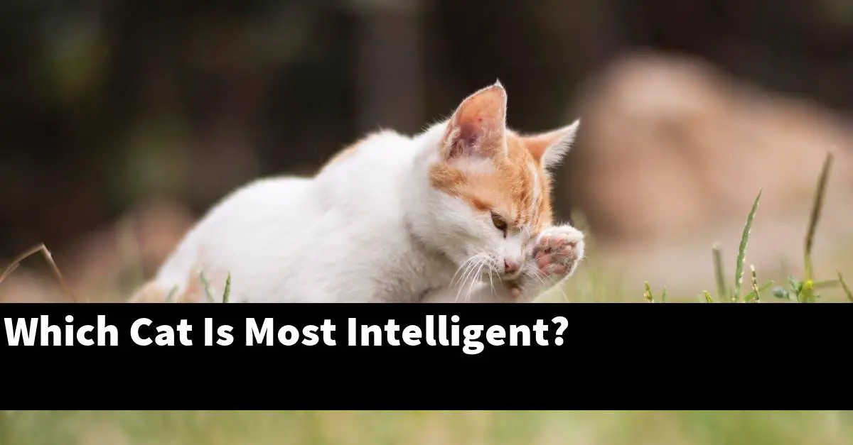 Which Cat Is Most Intelligent?