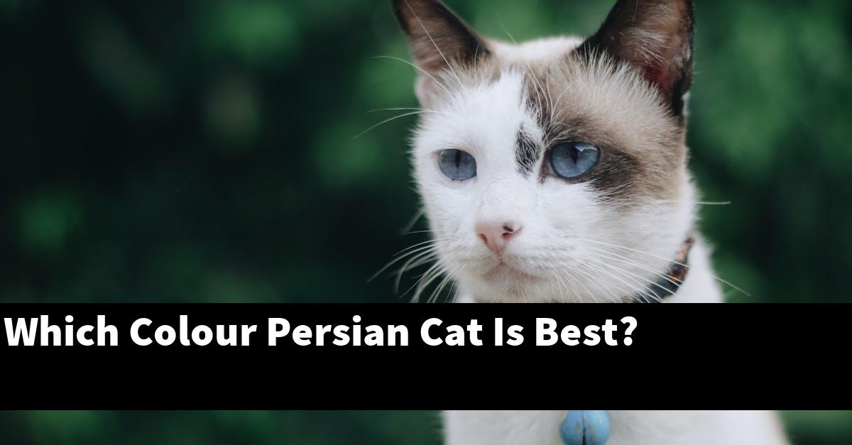 Which Colour Persian Cat Is Best?