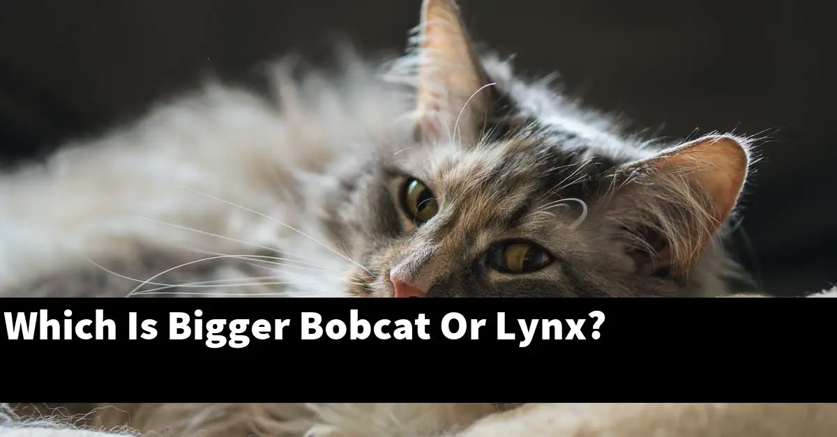 Which Is Bigger Bobcat Or Lynx?