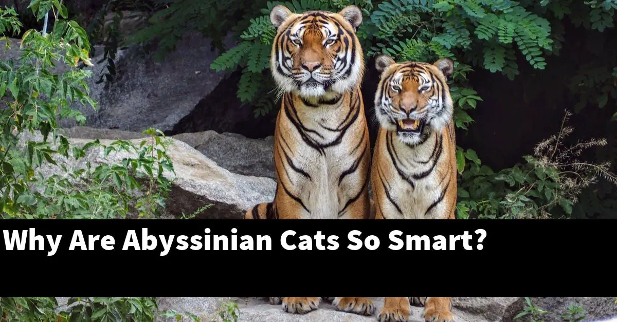 Why Are Abyssinian Cats So Smart?