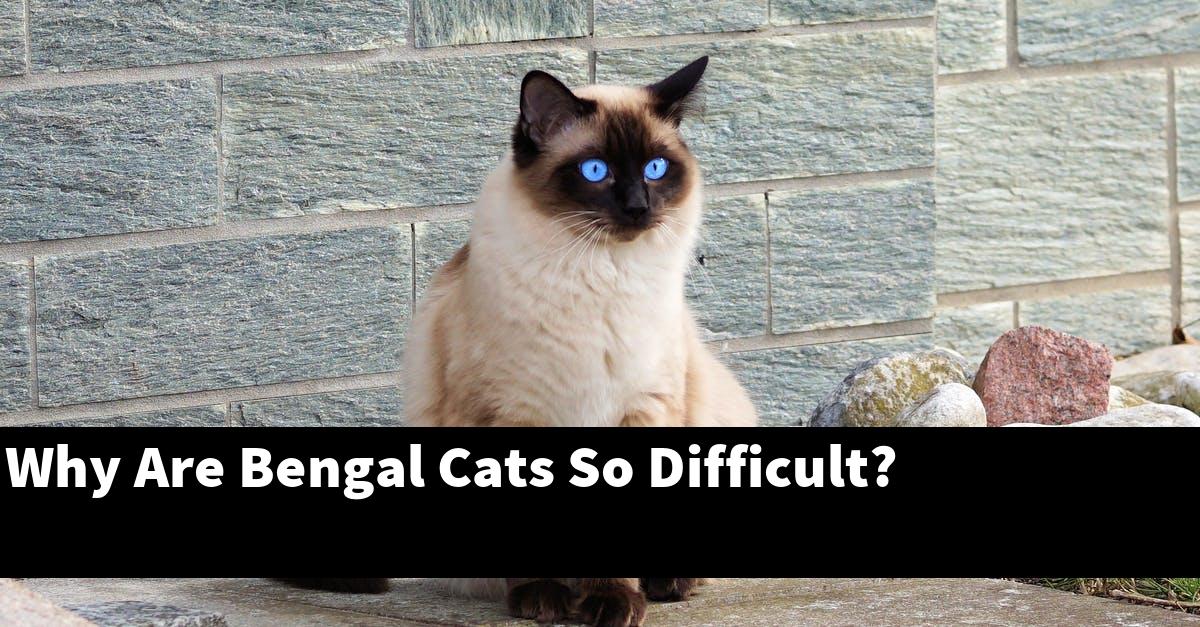 Why Are Bengal Cats So Difficult?