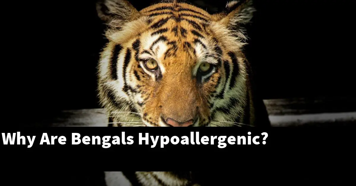 Why Are Bengals Hypoallergenic?