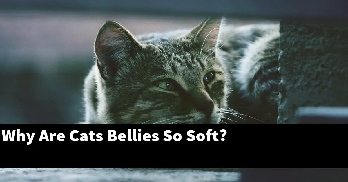 Why Are Cats Bellies So Soft?