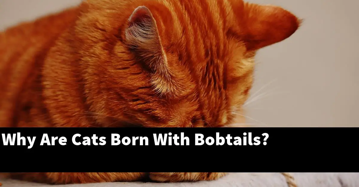 Why Are Cats Born With Bobtails?