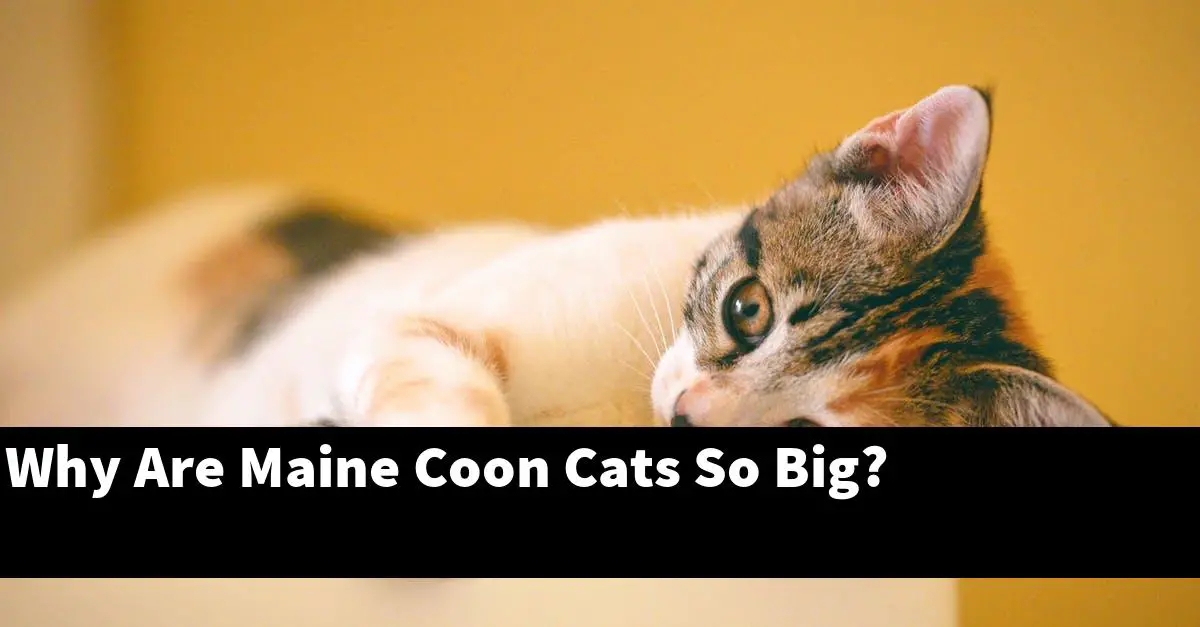 Why Are Maine Coon Cats So Big?