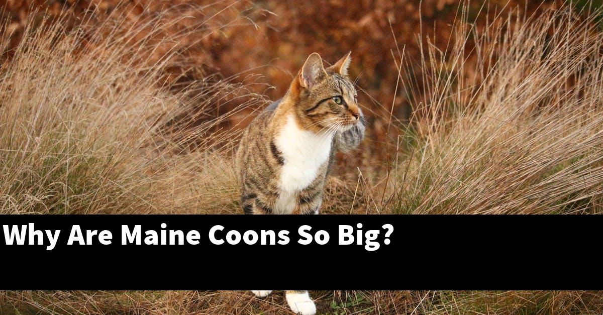 Why Are Maine Coons So Big?