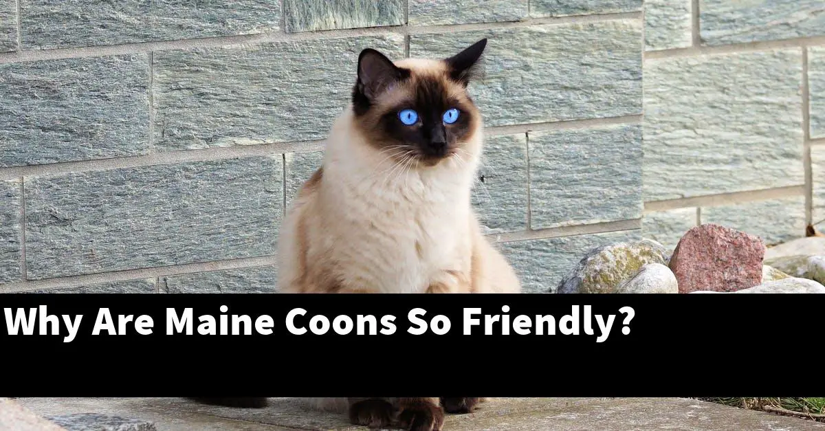 Why Are Maine Coons So Friendly?