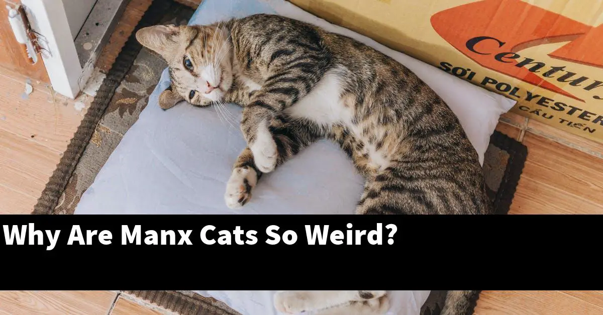 Why Are Manx Cats So Weird?