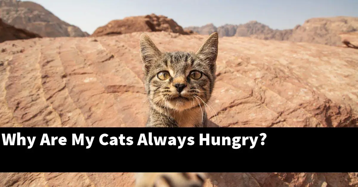 Why Are My Cats Always Hungry?