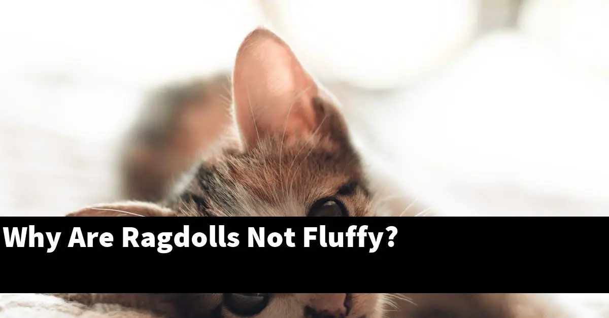 Why Are Ragdolls Not Fluffy?