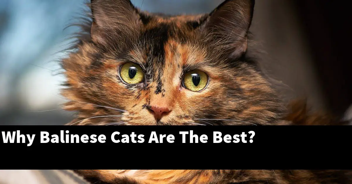 Why Balinese Cats Are The Best?