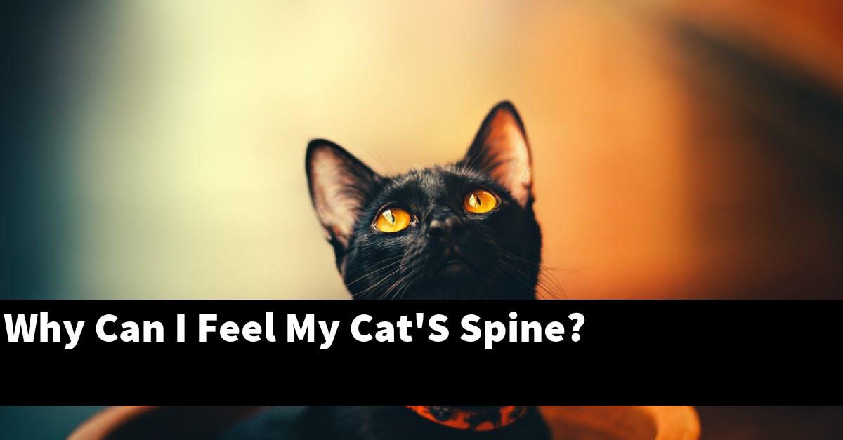 Why Can I Feel My Cat'S Spine?