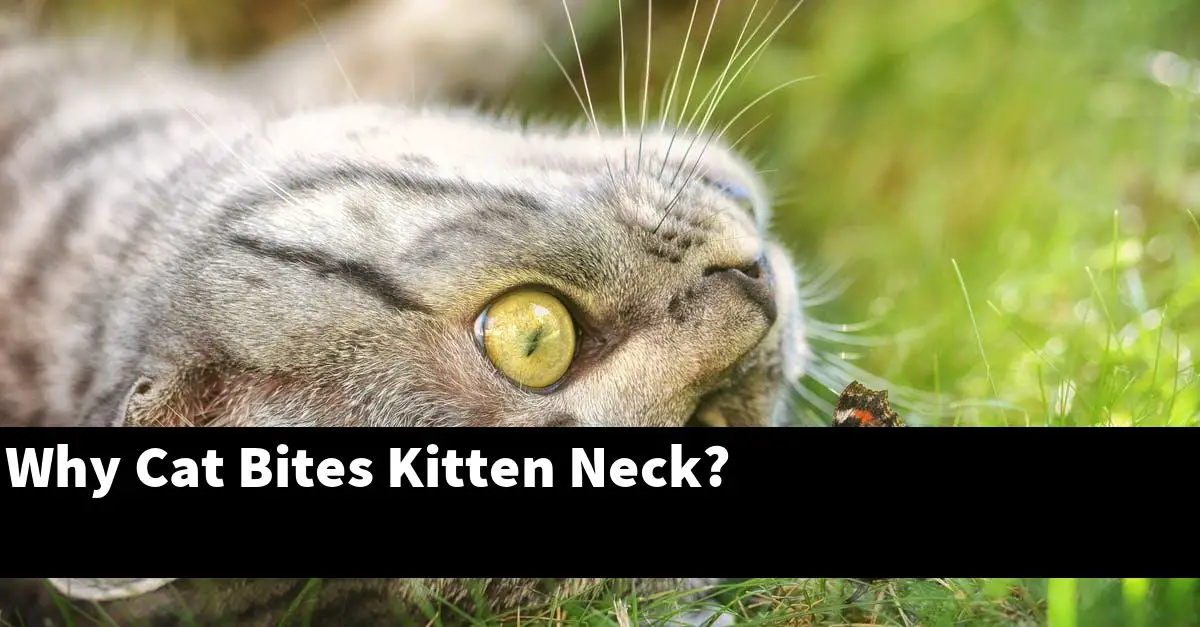 Why Cat Bites Kitten Neck?