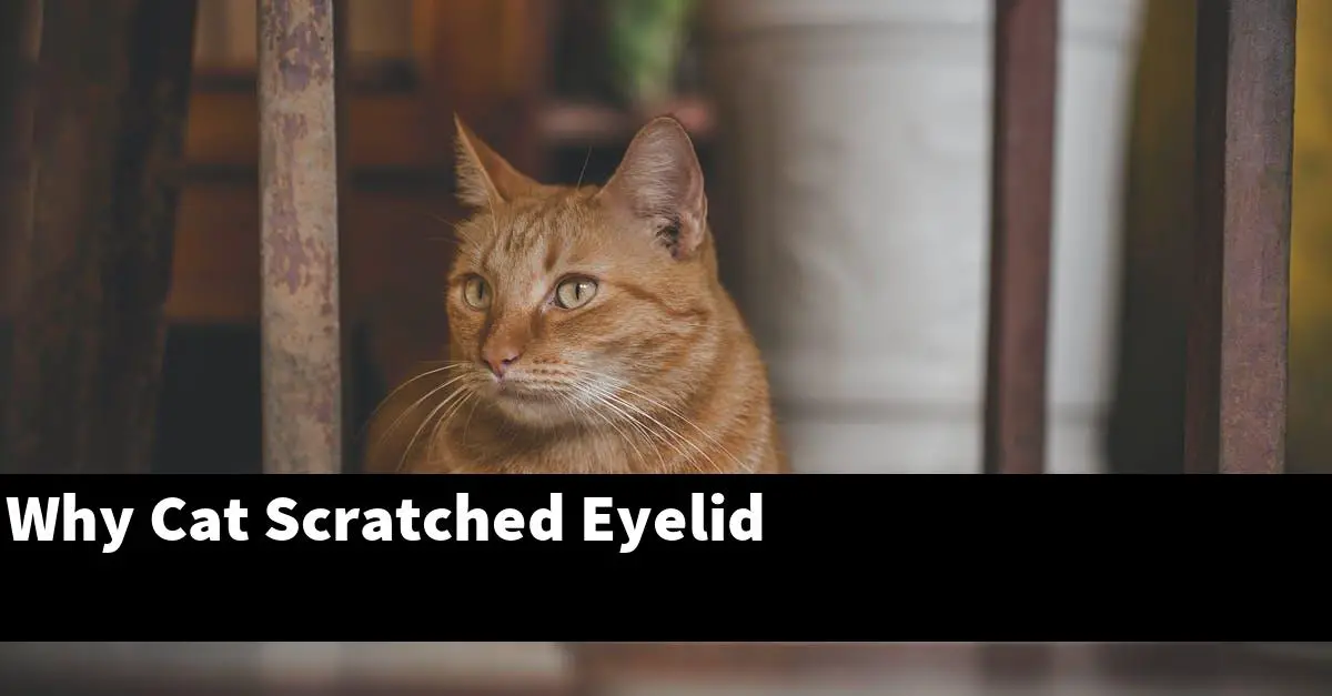 Why Cat Scratched Eyelid