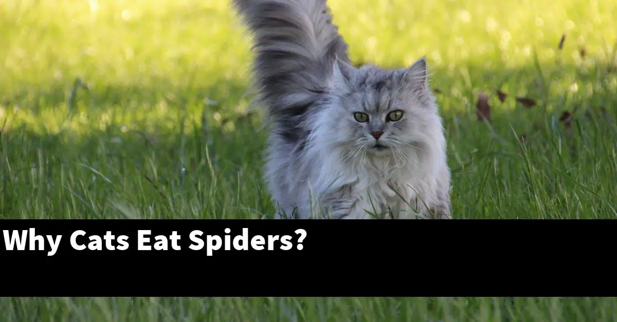 Why Cats Eat Spiders?