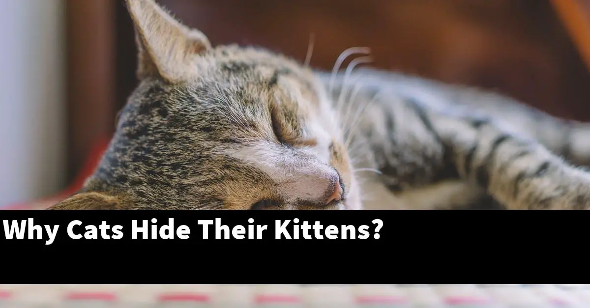 Why Cats Hide Their Kittens?