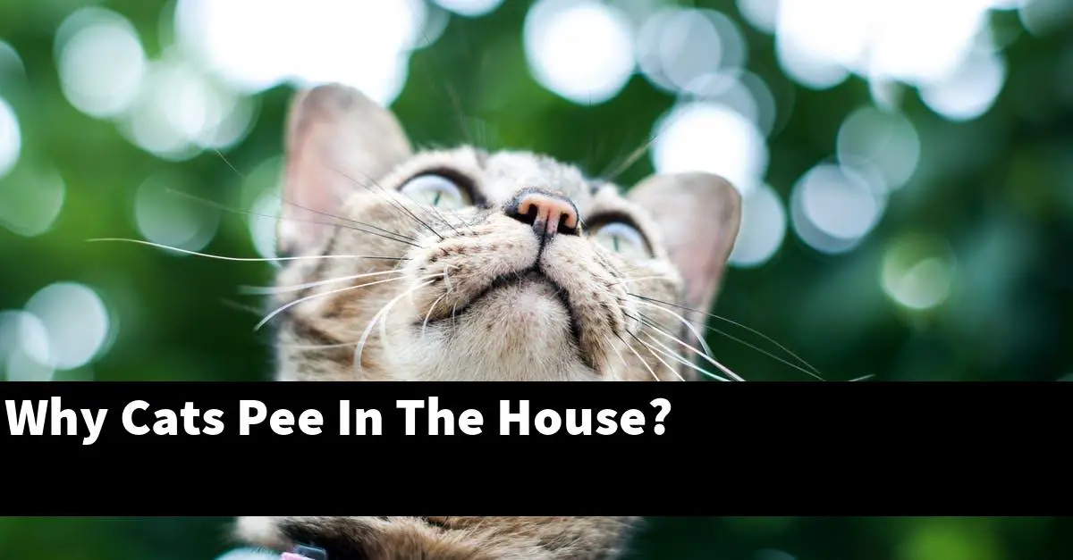 Why Cats Pee In The House?