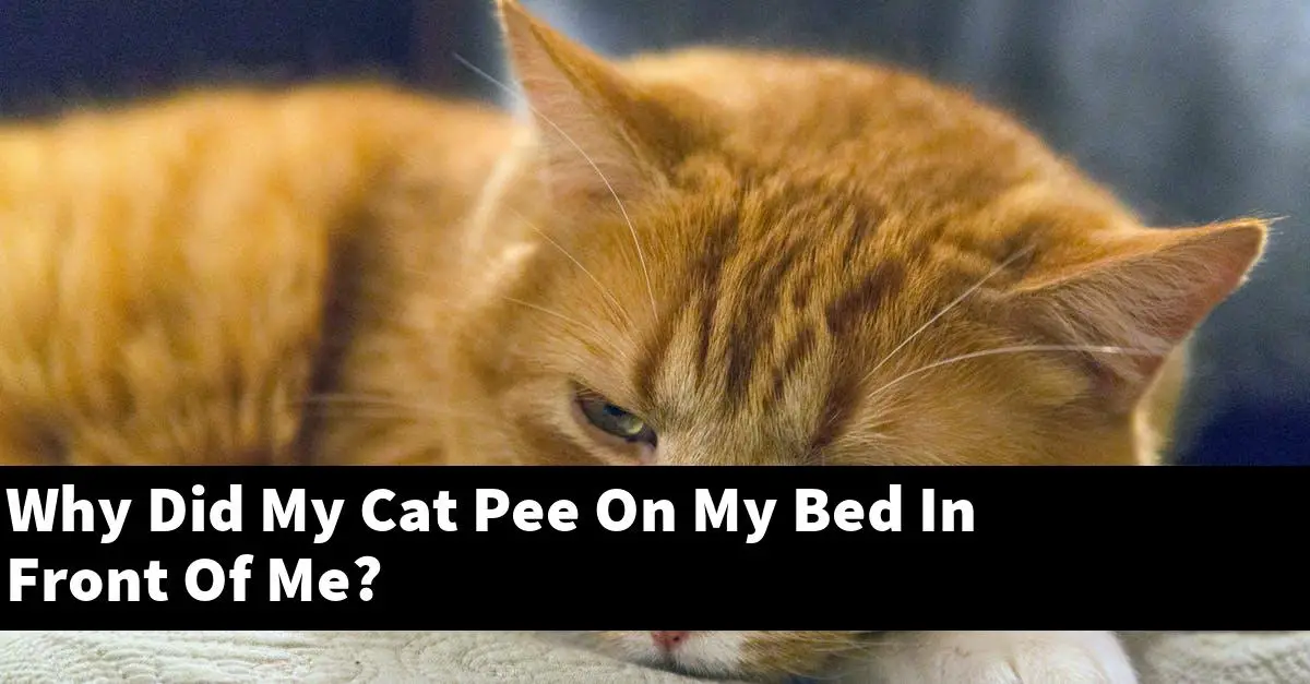 Why Did My Cat Pee On My Bed In Front Of Me?