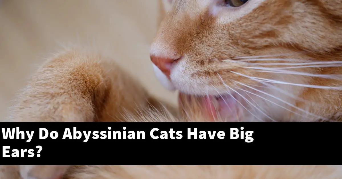 Why Do Abyssinian Cats Have Big Ears?