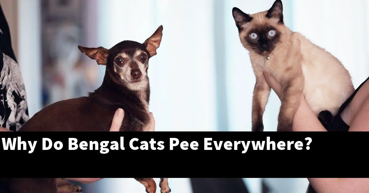 Why Do Bengal Cats Pee Everywhere?