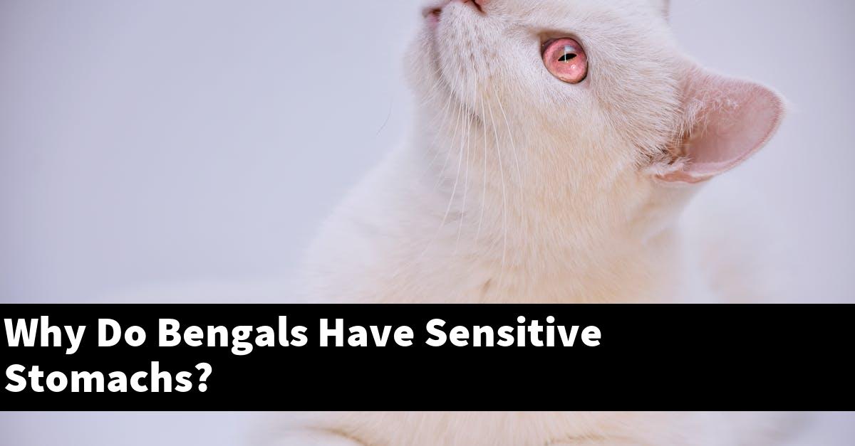 Why Do Bengals Have Sensitive Stomachs?