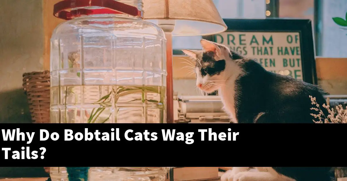 Why Do Bobtail Cats Wag Their Tails?