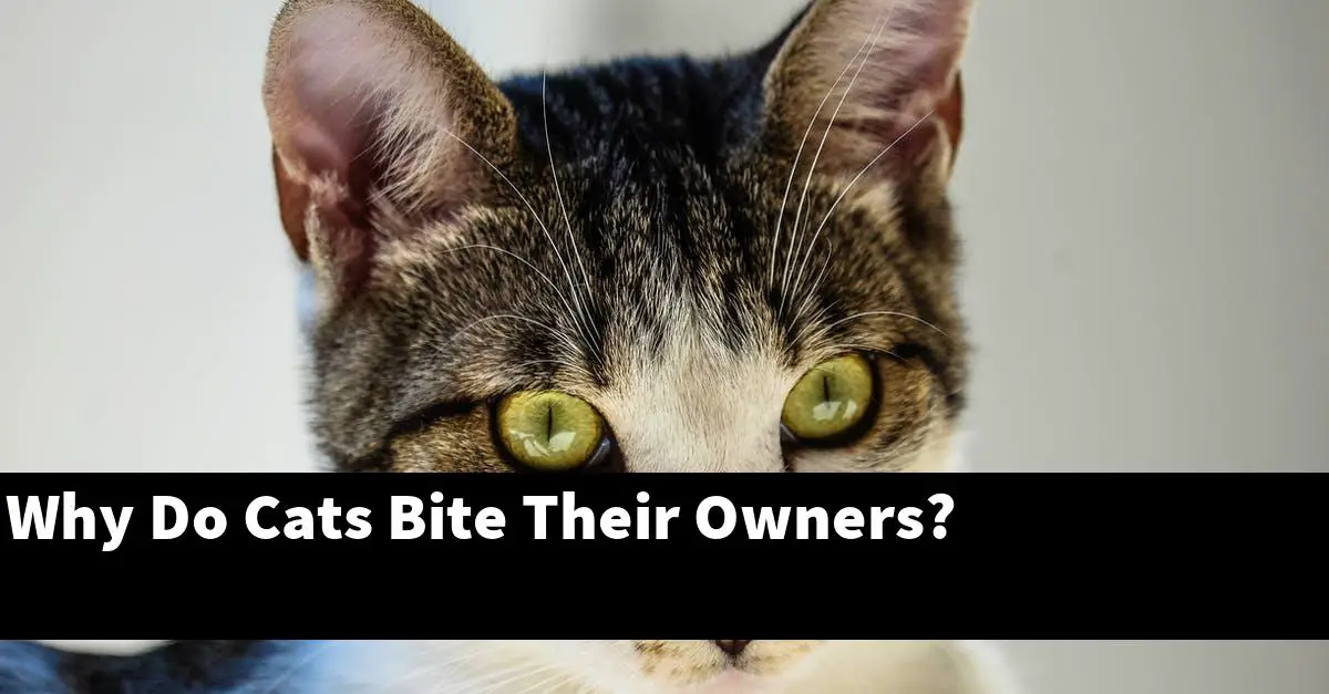 Why Do Cats Bite Their Owners?