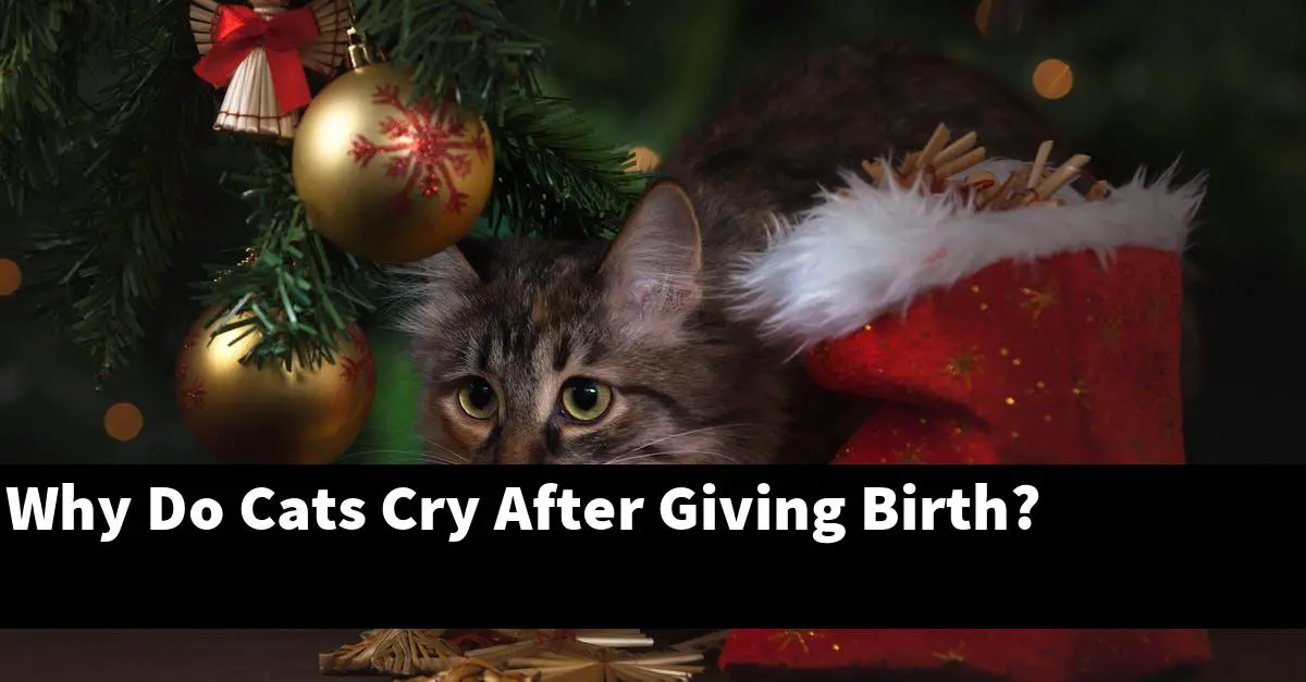 Why Do Cats Cry After Giving Birth?