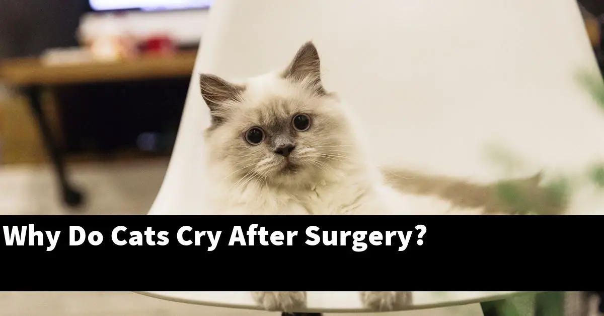Why Do Cats Cry After Surgery?