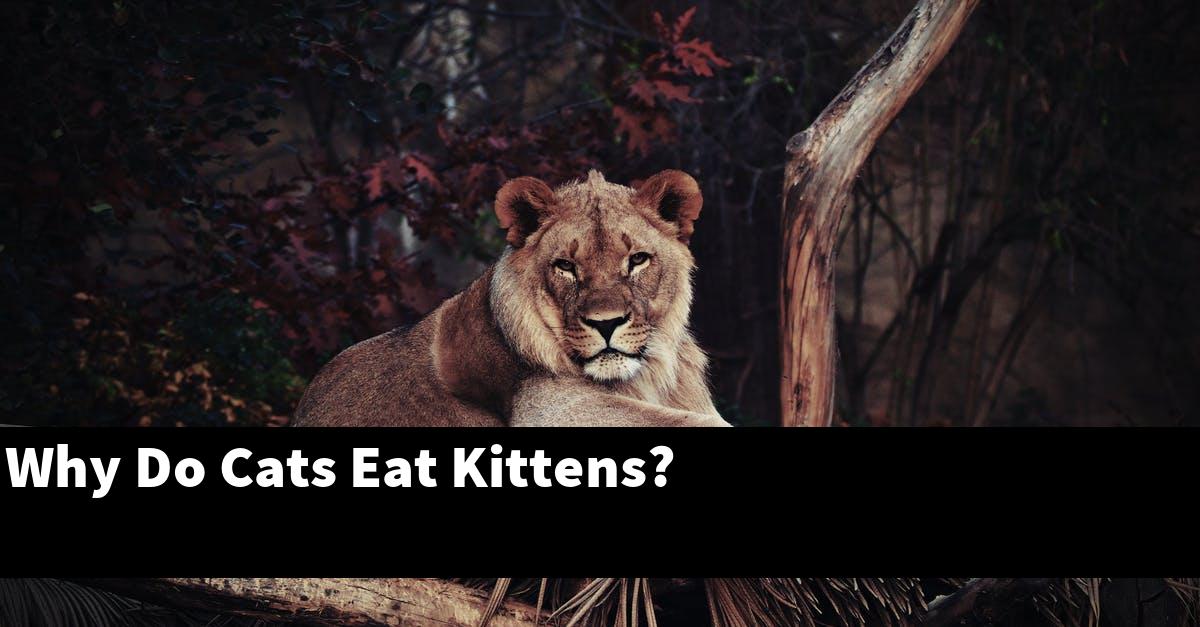 Why Do Cats Eat Kittens?