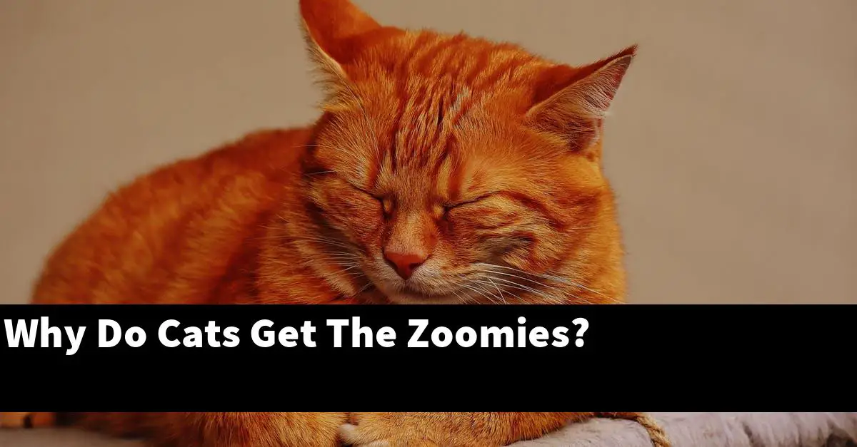 Why Do Cats Get The Zoomies?