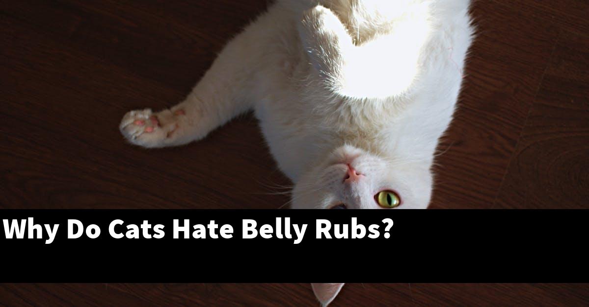 Why Do Cats Hate Belly Rubs?
