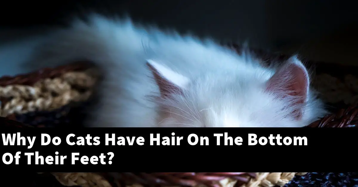 Why Do Cats Have Hair On The Bottom Of Their Feet?