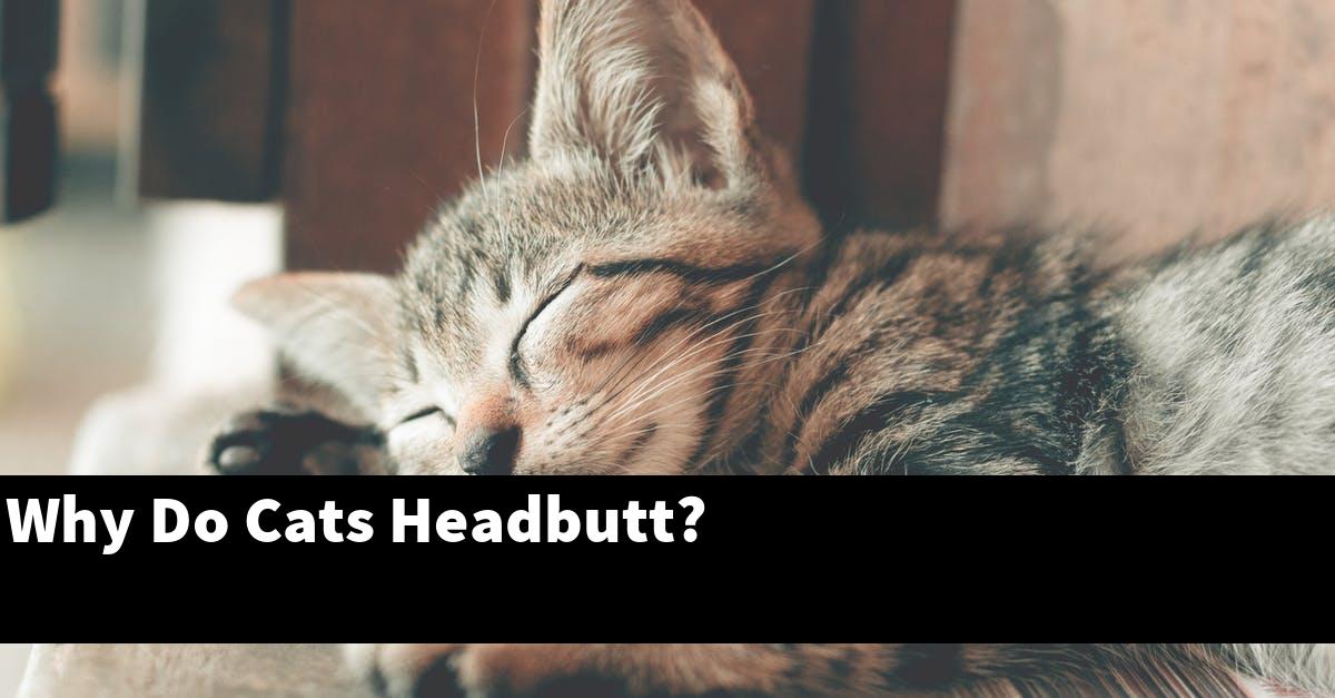 Why Do Cats Headbutt?