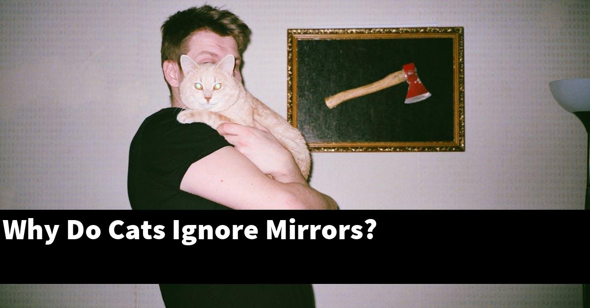 Why Do Cats Ignore Mirrors?