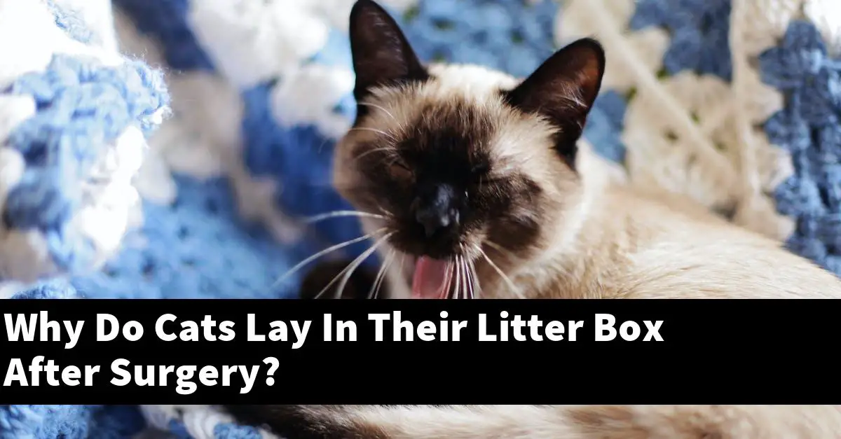 Why Do Cats Lay In Their Litter Box After Surgery?