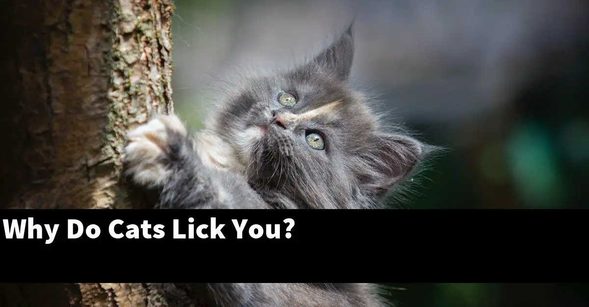 Why Do Cats Lick You?
